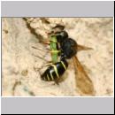 G-Odynerus spinipes w04d beim Nesteintrag einer Larve des Ruesselkaefers.jpg